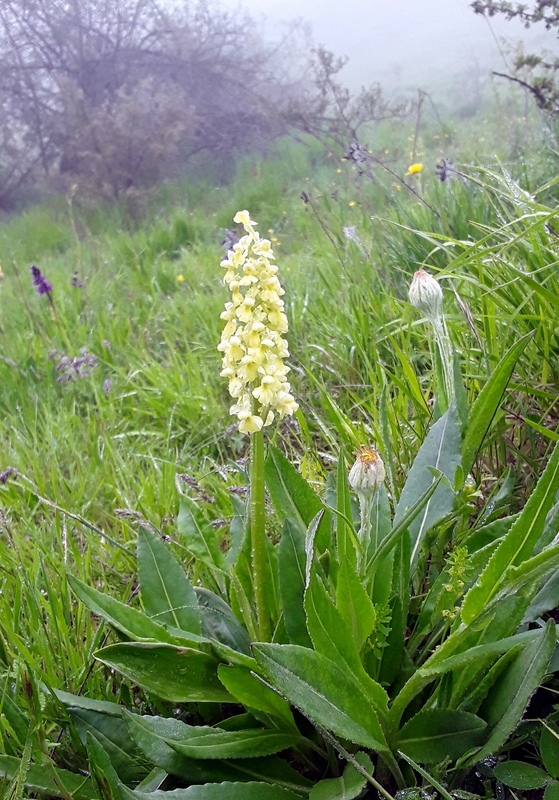 Il lago di Campotosto, orchidee, maltempo eschiarite! maggio/giugno 2023.